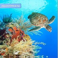 Шторка в ванную комнату, фотопечать "ГИГАНТСКАЯ ЧЕРЕПАХА"